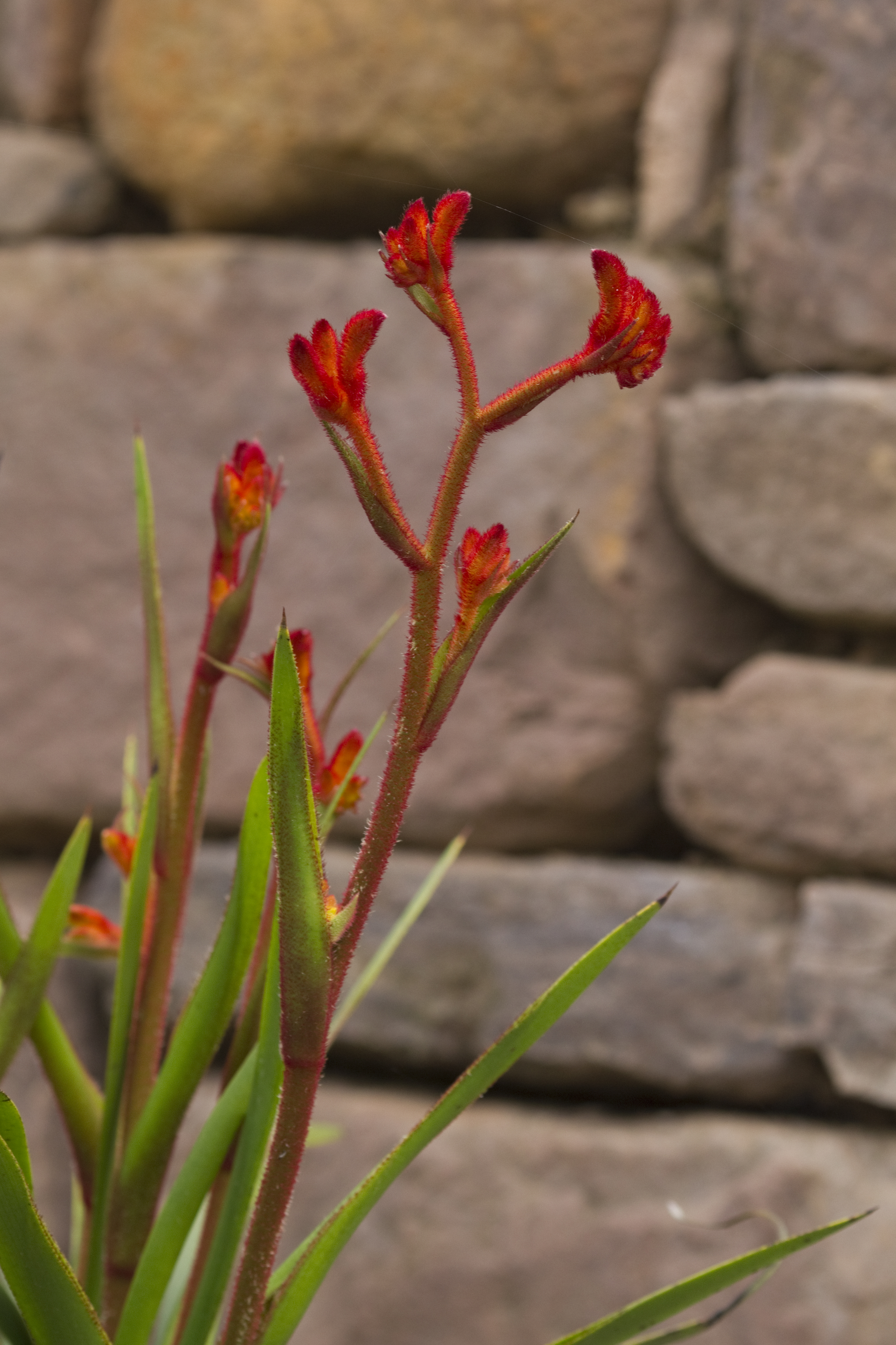 courtyard gardens ideas